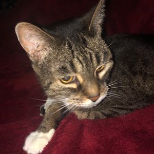 Meet your Posher, Melissa